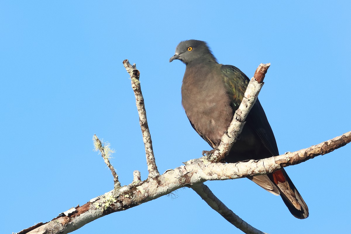 Christmas Island Imperial-Pigeon - ML640679497