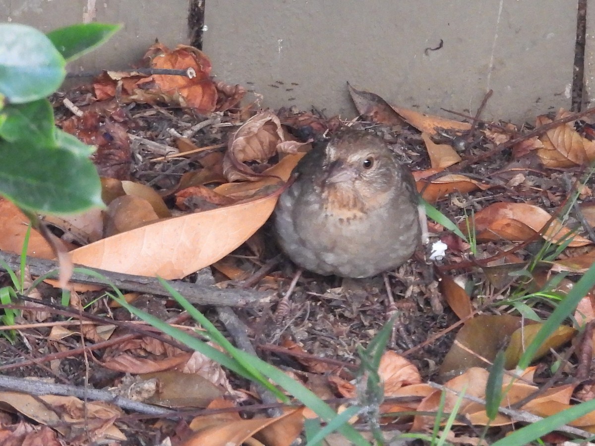 California Towhee - ML640679553