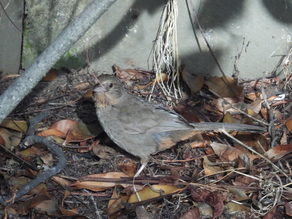 California Towhee - ML640679554