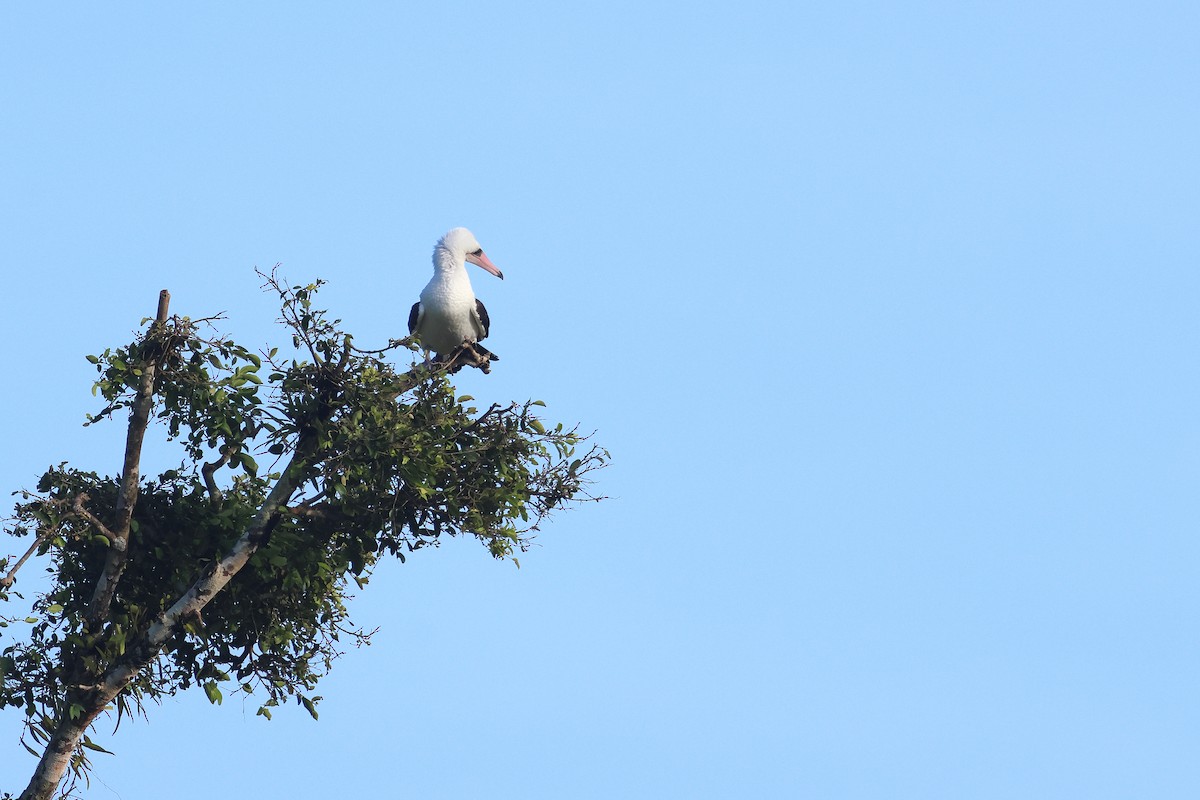 Abbott's Booby - ML640679558