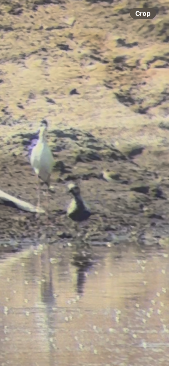Black-bellied Plover - ML640679566