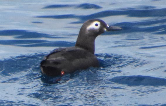 Spectacled Guillemot - ML640679590