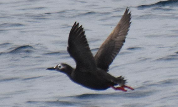 Spectacled Guillemot - ML640679601