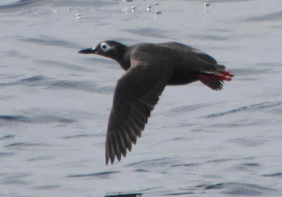Spectacled Guillemot - ML640679607
