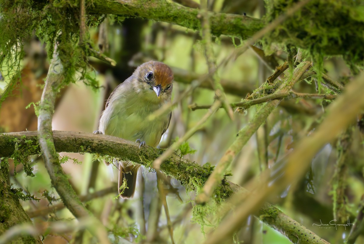 Plain Antvireo - ML640679636