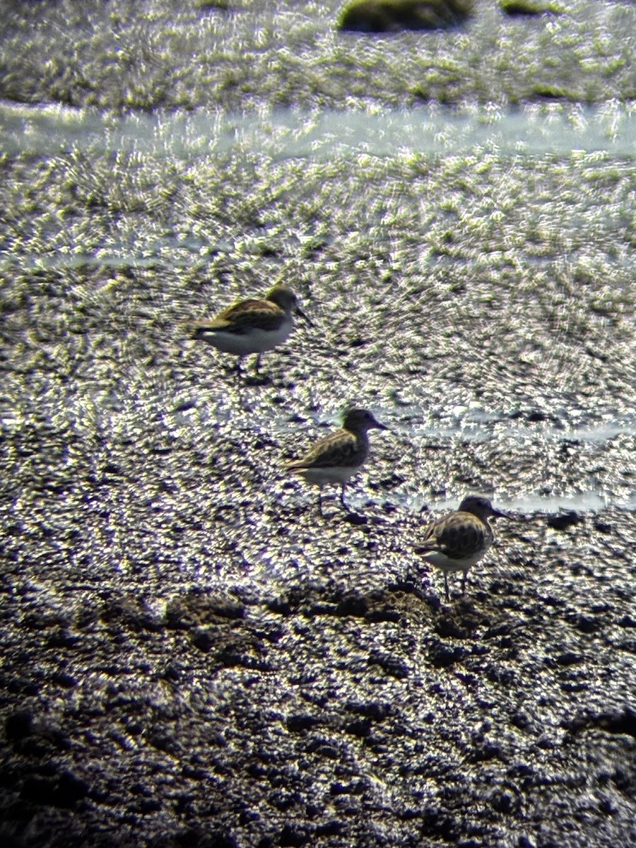 Animals - ML640679639