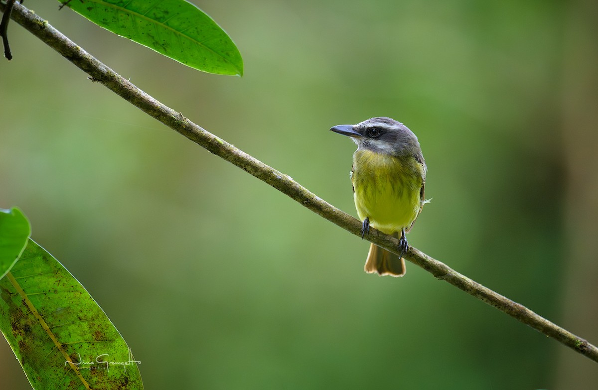 Golden-bellied Flycatcher - ML640679650