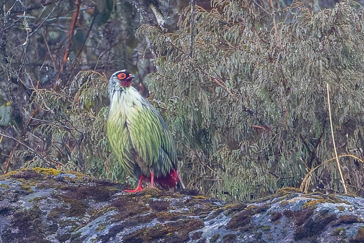 Faisán Ensangrentado - ML640679692