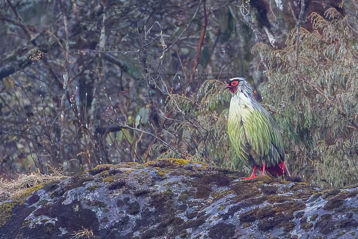 Faisán Ensangrentado - ML640679694