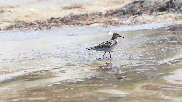 アメリカウズラシギ - ML640679751