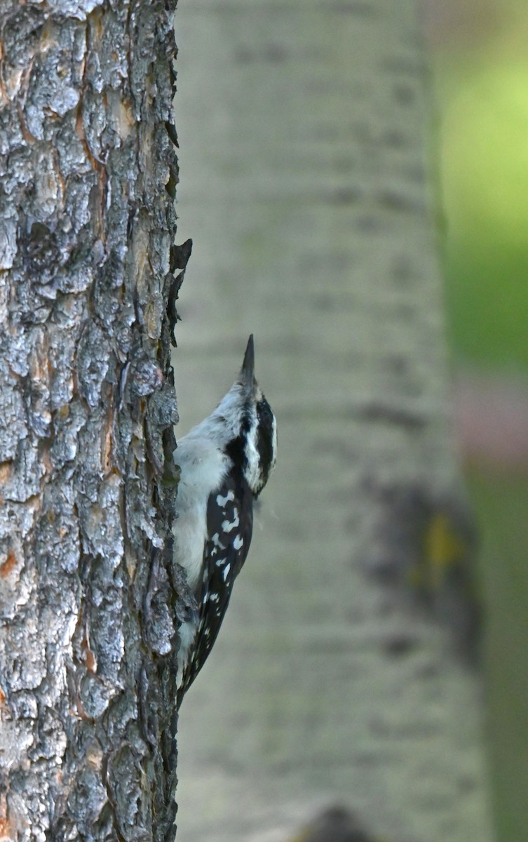 Hairy Woodpecker - ML640679769