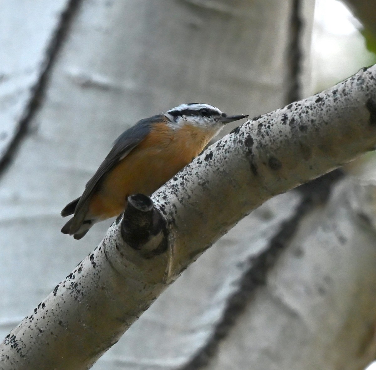 Red-breasted Nuthatch - ML640679778