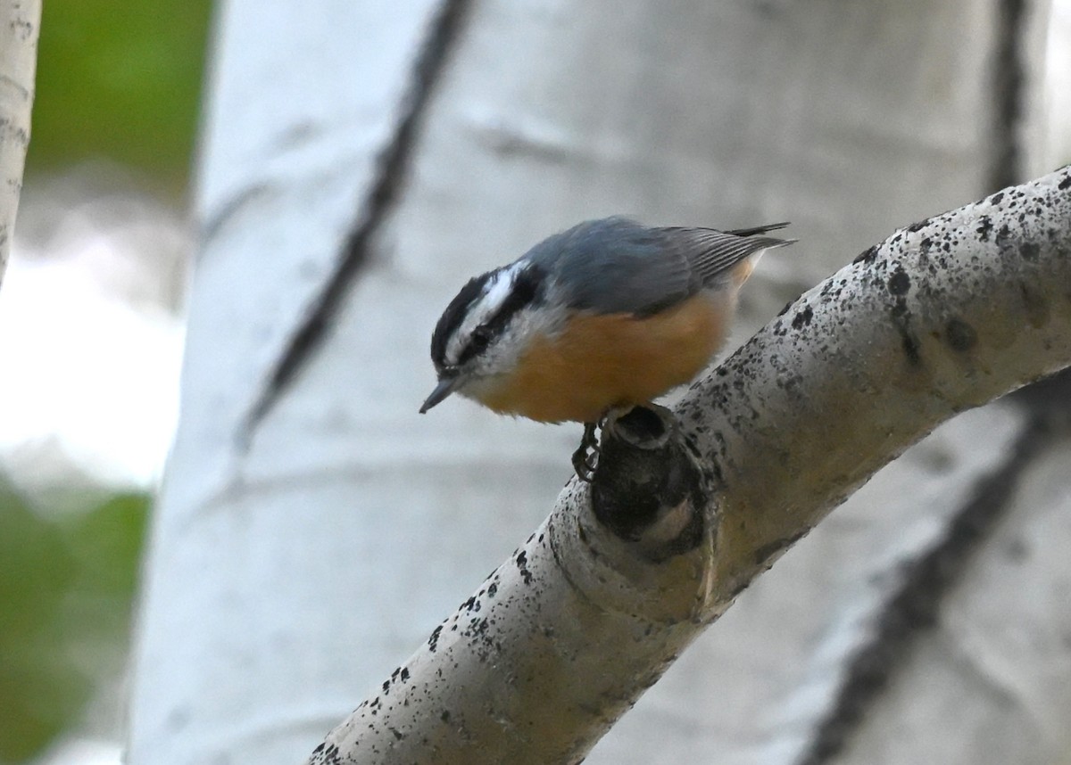Red-breasted Nuthatch - ML640679779