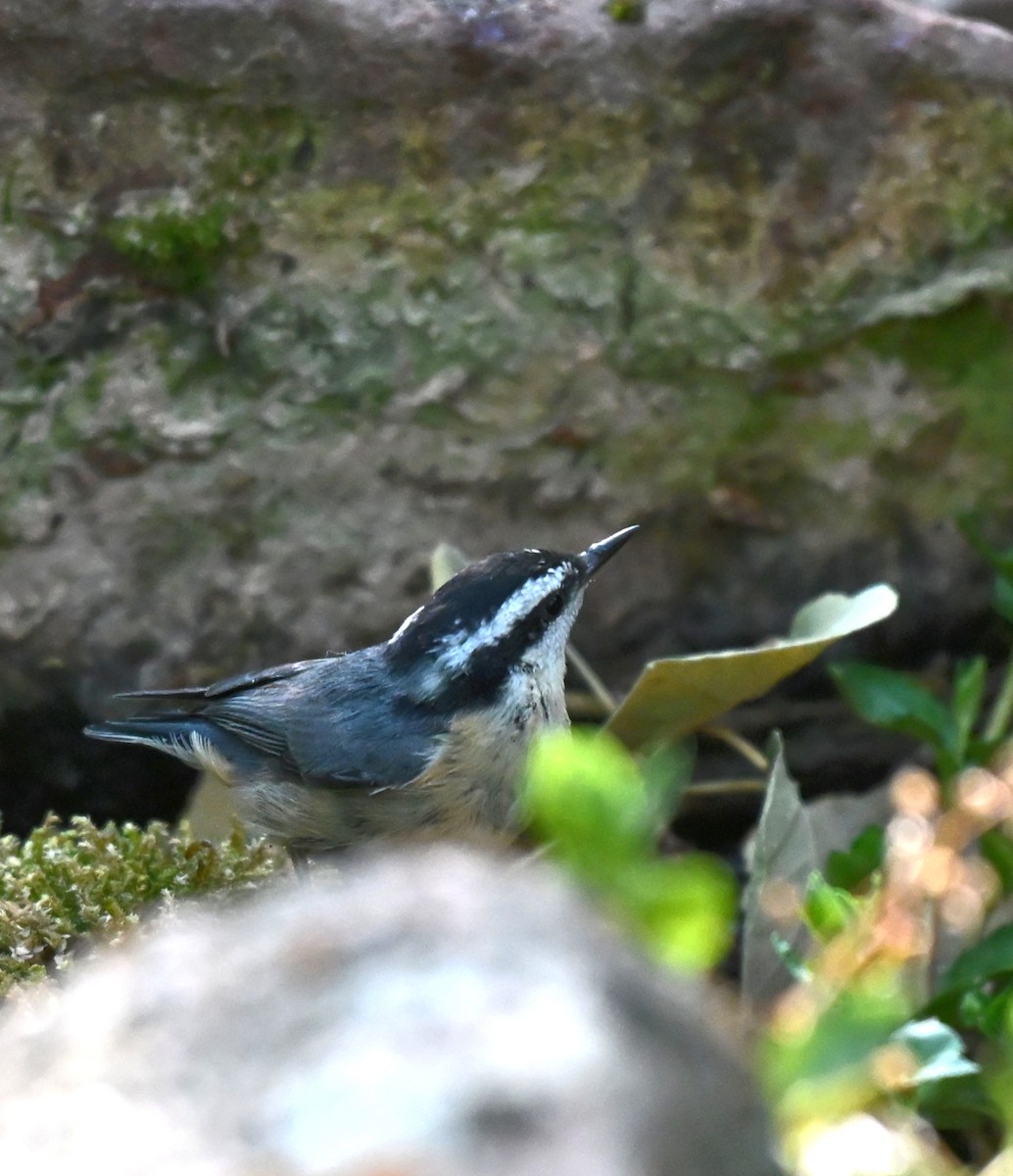 Red-breasted Nuthatch - ML640679780