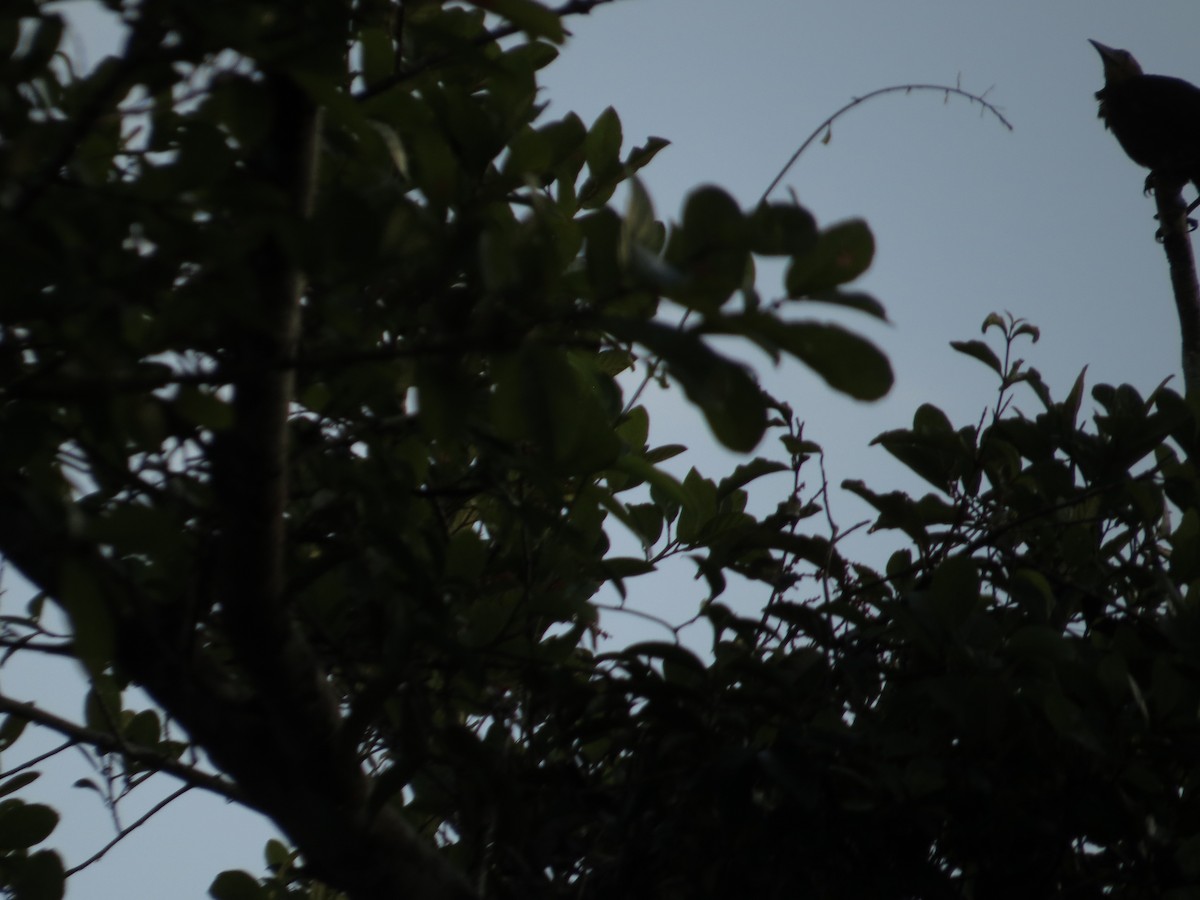 Olive Oropendola - ML640679791
