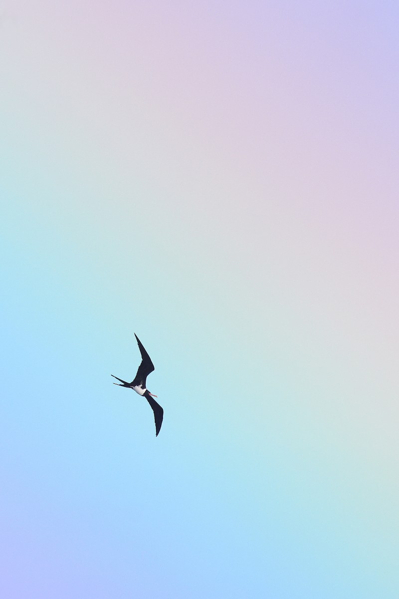Christmas Island Frigatebird - ML640679796
