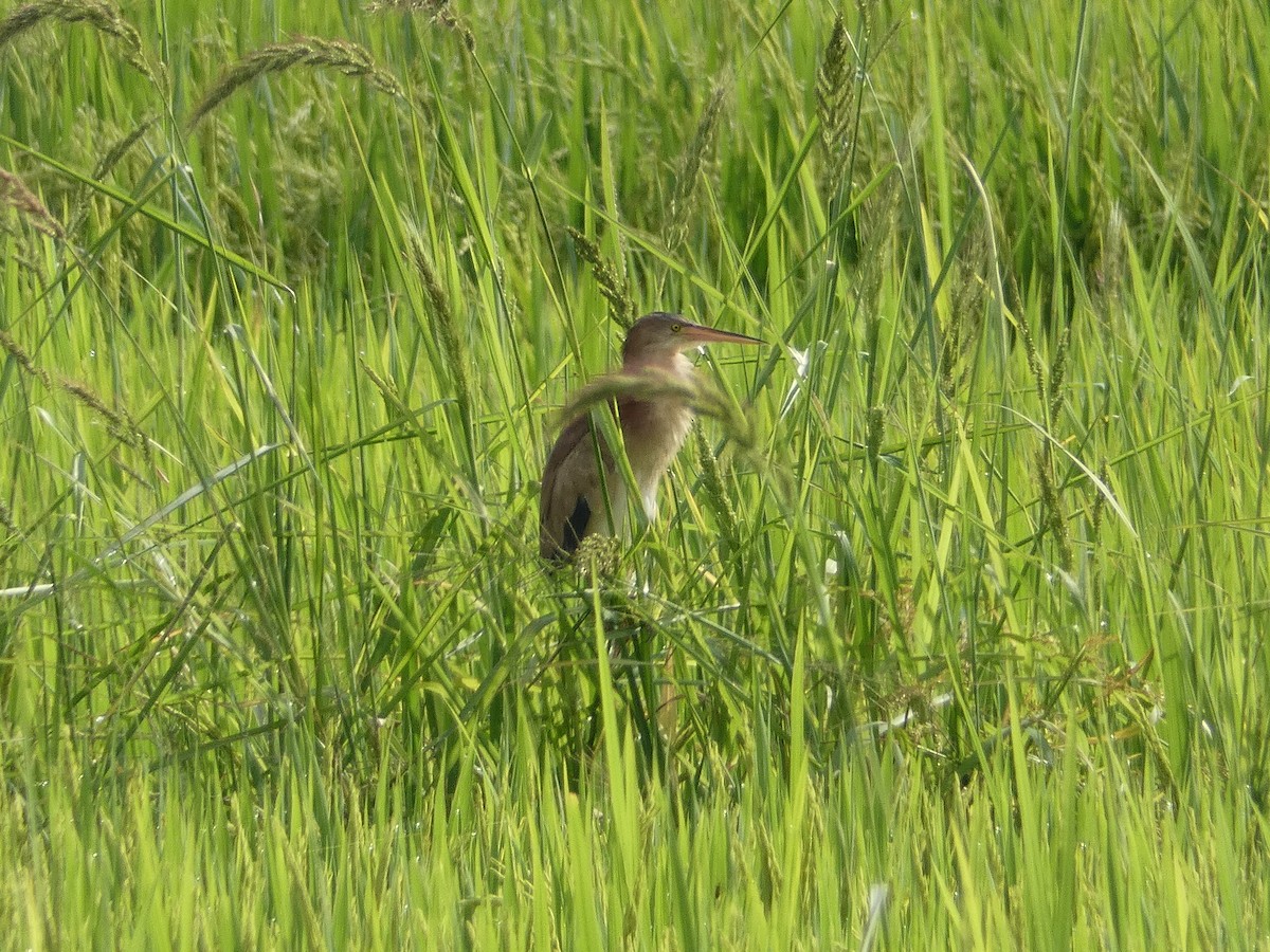 Yellow Bittern - ML640679856