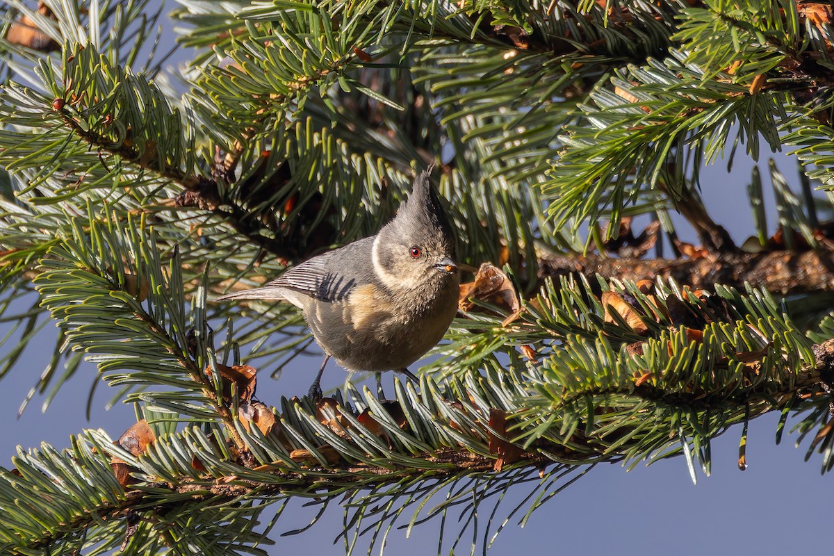 Gray-crested Tit - ML640679885