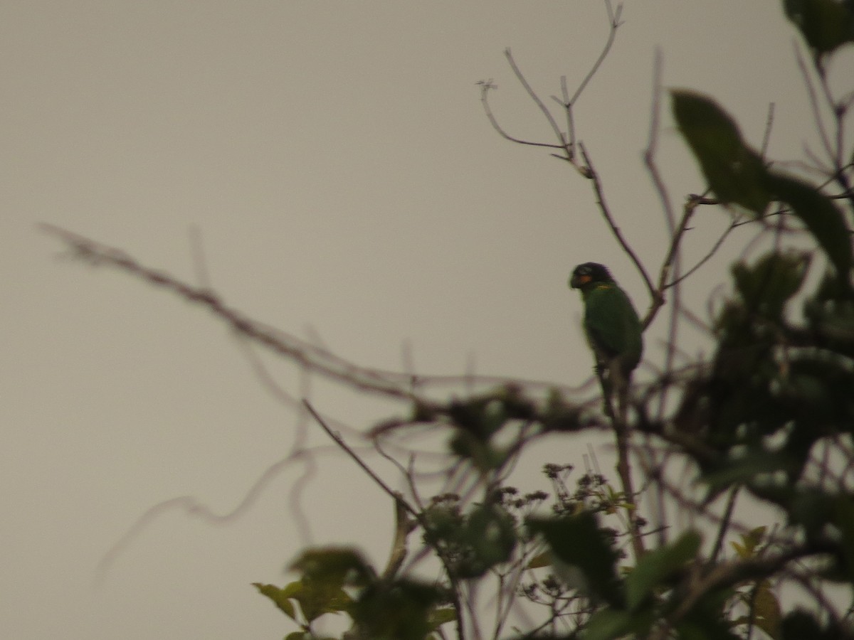 Orange-cheeked Parrot - ML640679916