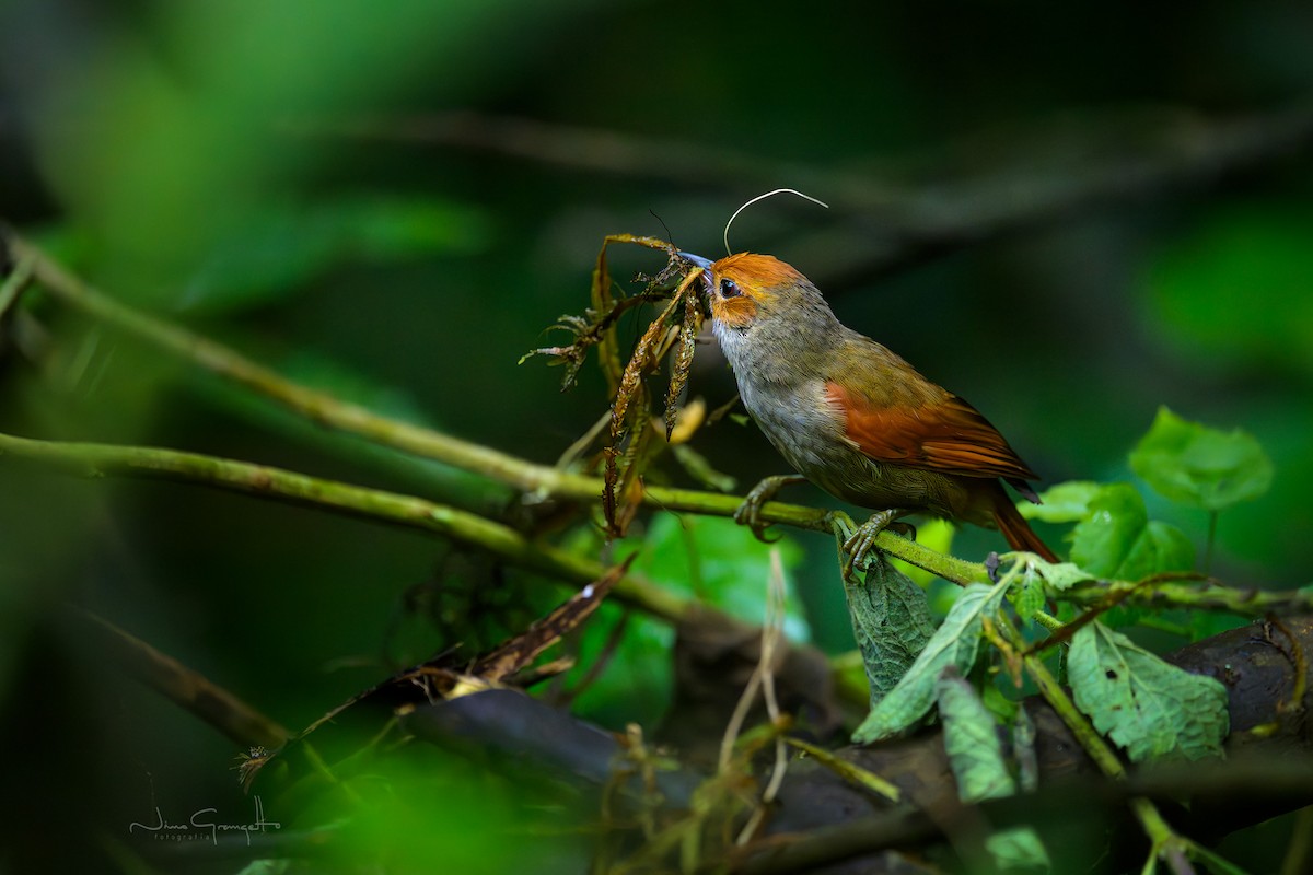 Red-faced Spinetail - ML640679934