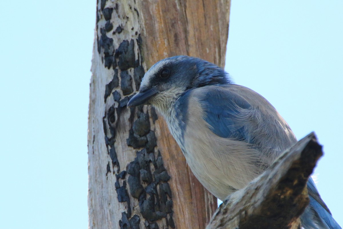 Florida Scrub-Jay - ML640679939