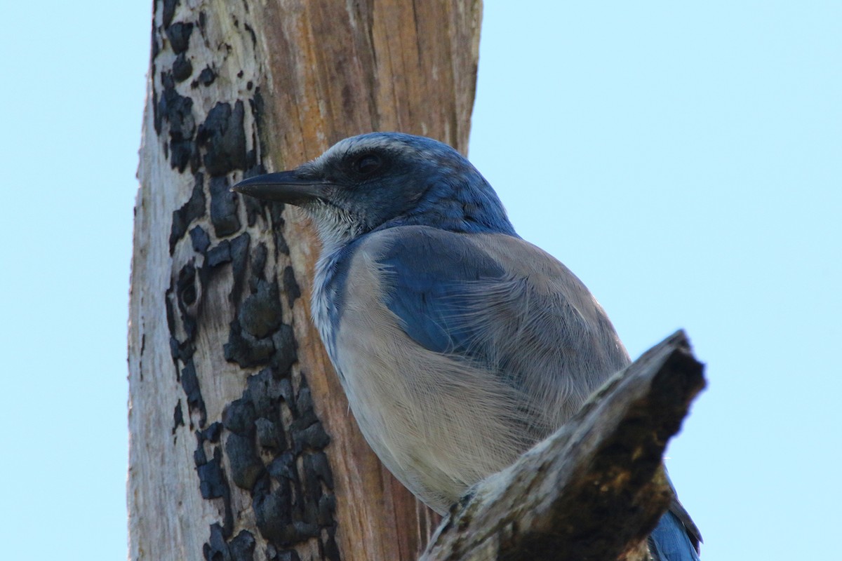 Florida Scrub-Jay - ML640679941