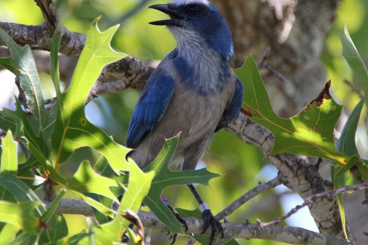 Florida Scrub-Jay - ML640679942