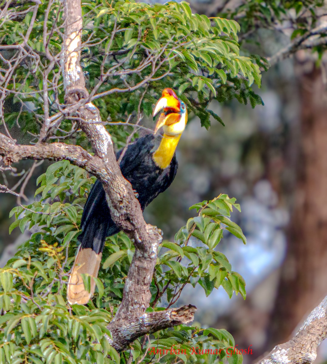 Wrinkled Hornbill - ML640679946