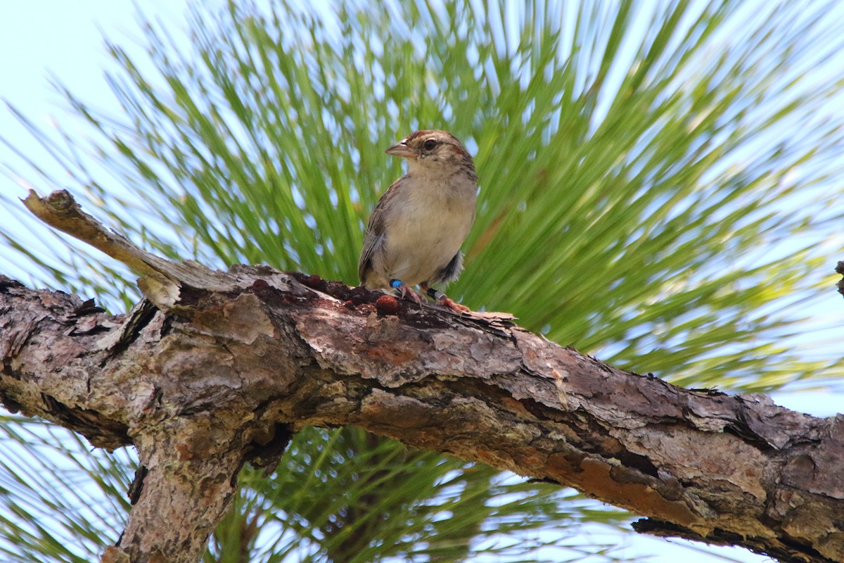 Bachman's Sparrow - ML640679952