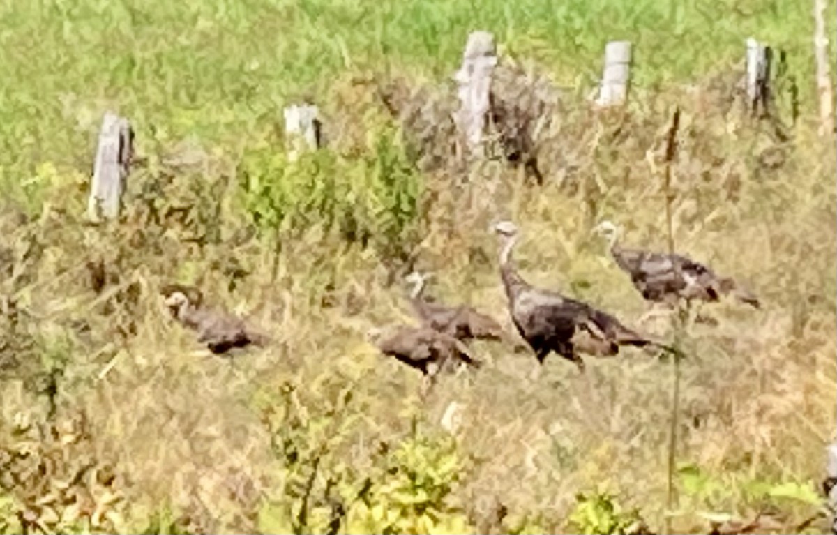 Tacchino selvatico - ML640679956