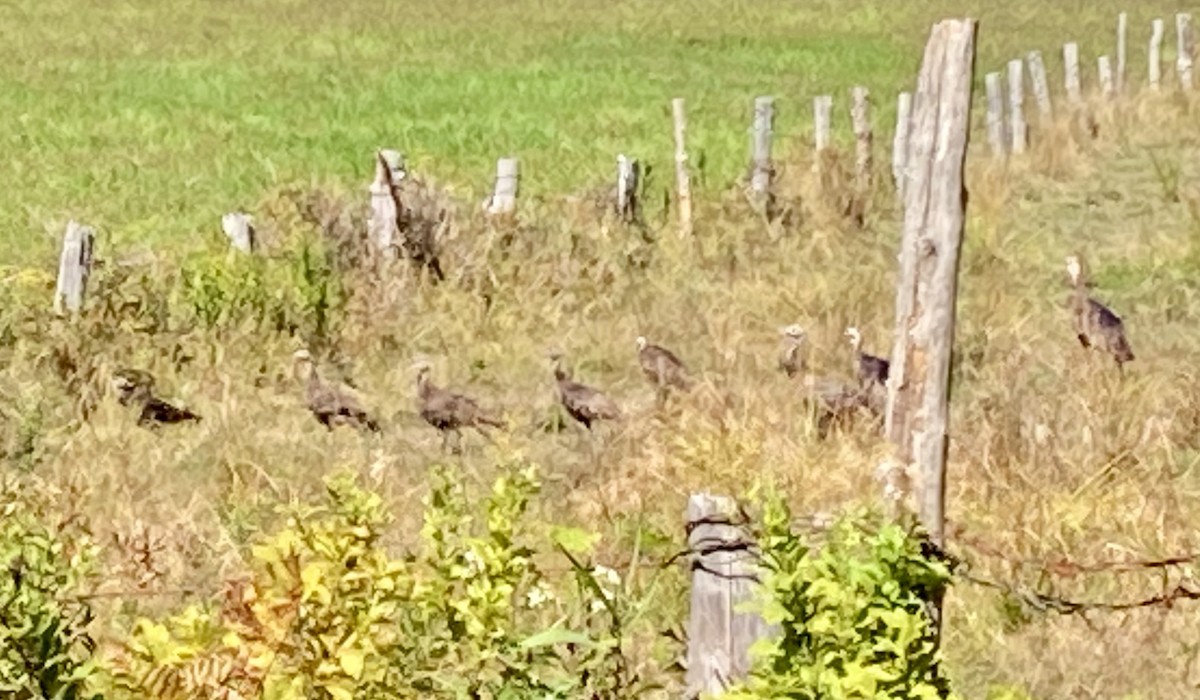 Tacchino selvatico - ML640679957