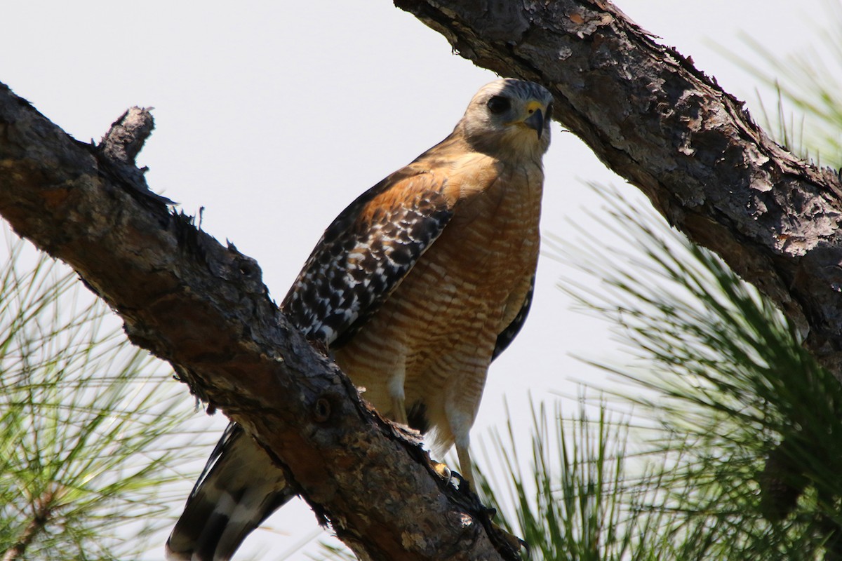 Red-shouldered Hawk - ML640679960