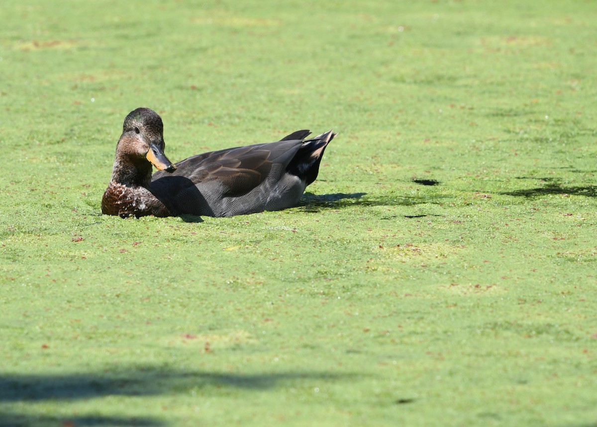 Gadwall x Mallard (hybrid) - ML640680043