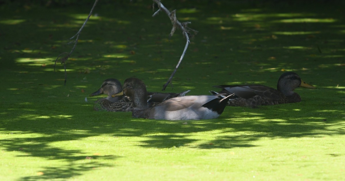 Gadwall x Mallard (hybrid) - ML640680044