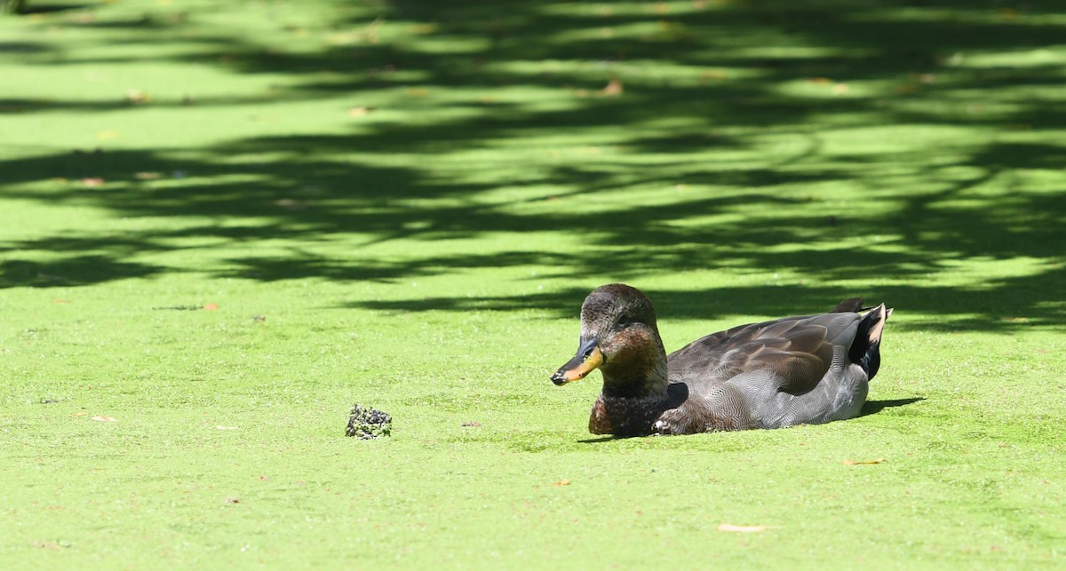 Gadwall x Mallard (hybrid) - ML640680045