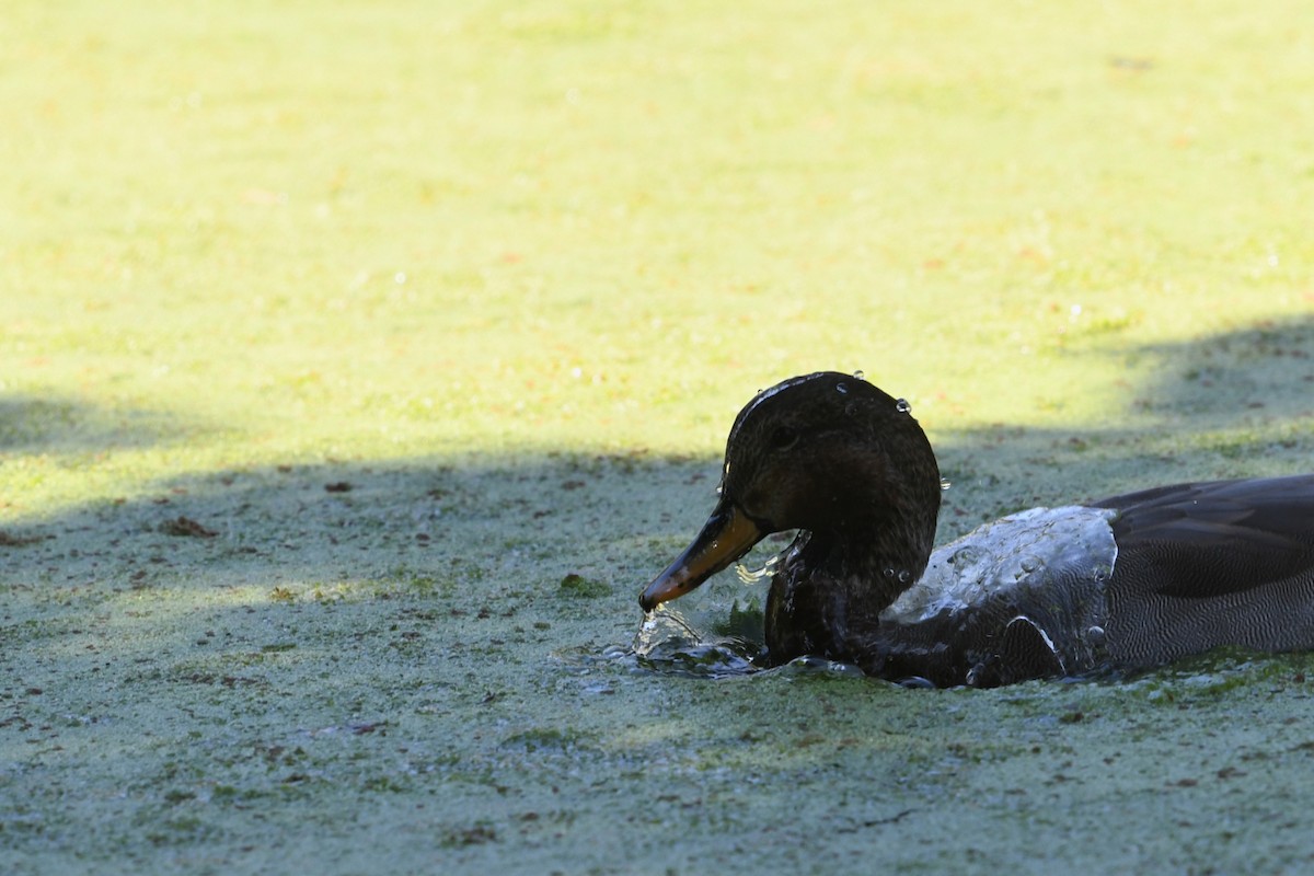 Gadwall x Mallard (hybrid) - ML640680046