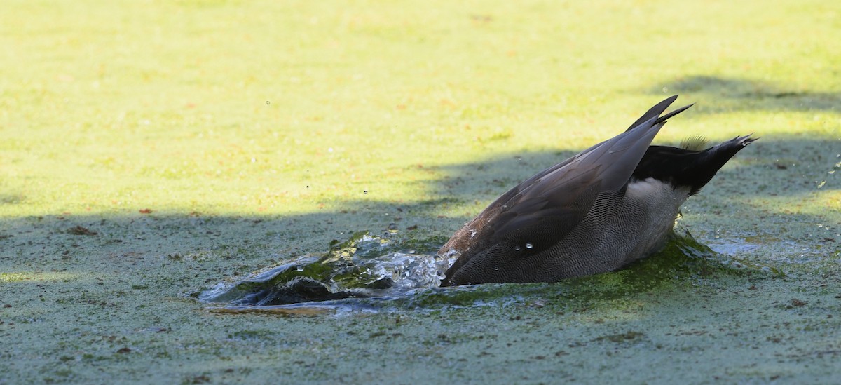 Gadwall x Mallard (hybrid) - ML640680047
