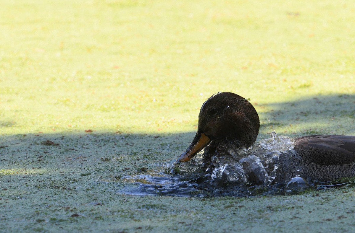 Gadwall x Mallard (hybrid) - ML640680048