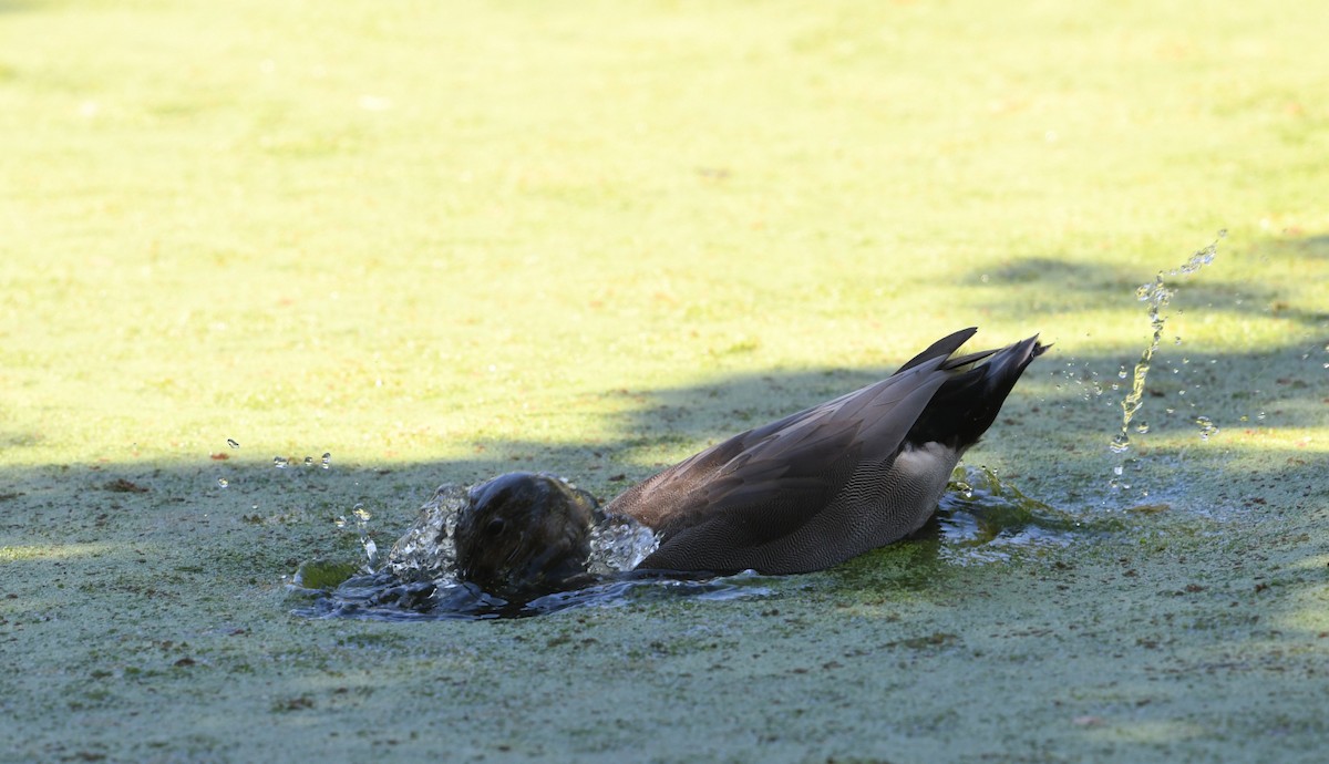 Gadwall x Mallard (hybrid) - ML640680049