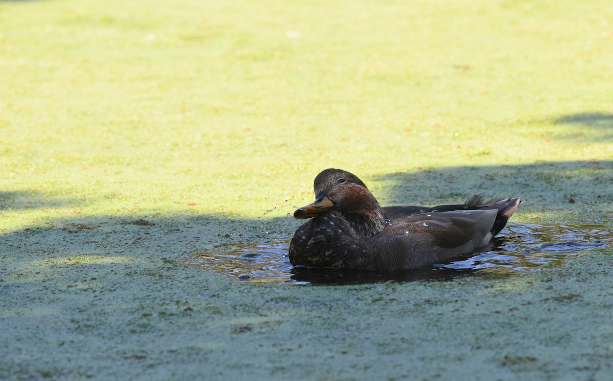 Gadwall x Mallard (hybrid) - ML640680051