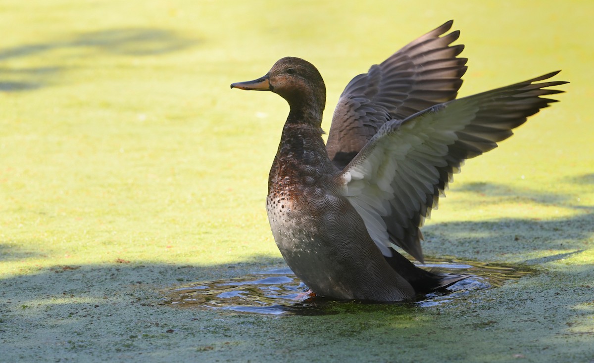 Gadwall x Mallard (hybrid) - ML640680053