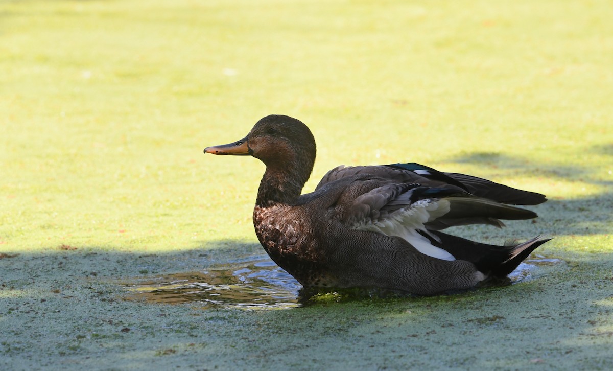 Gadwall x Mallard (hybrid) - ML640680054