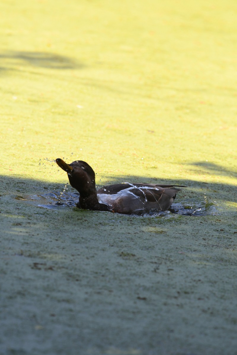 Gadwall x Mallard (hybrid) - ML640680055