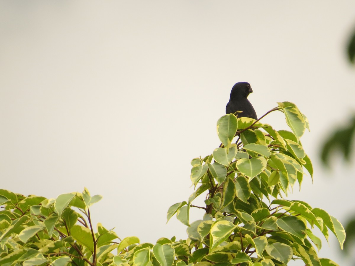 Chestnut-bellied Seed-Finch - ML640680107
