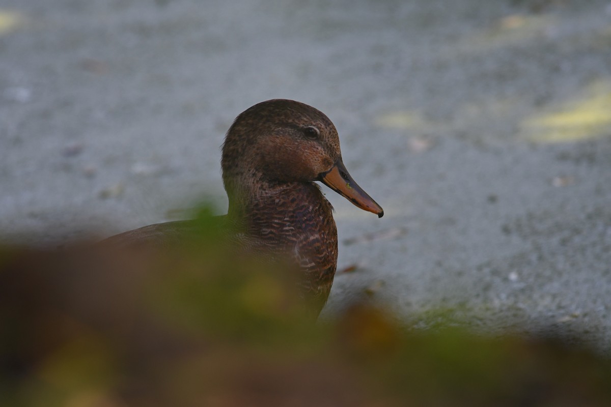 Gadwall x Mallard (hybrid) - ML640680128