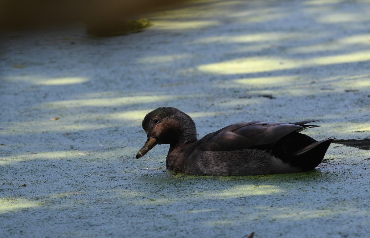 Gadwall x Mallard (hybrid) - ML640680129