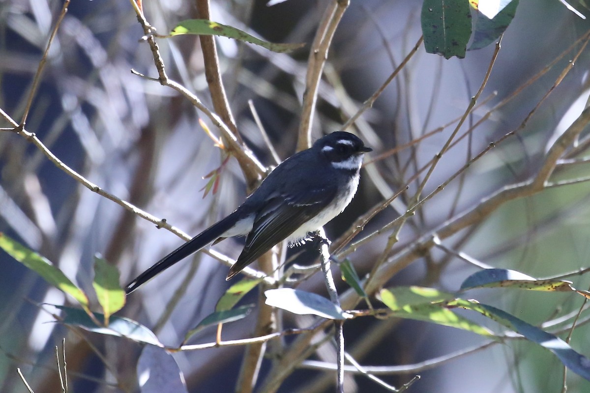 Gray Fantail (alisteri) - ML640680205