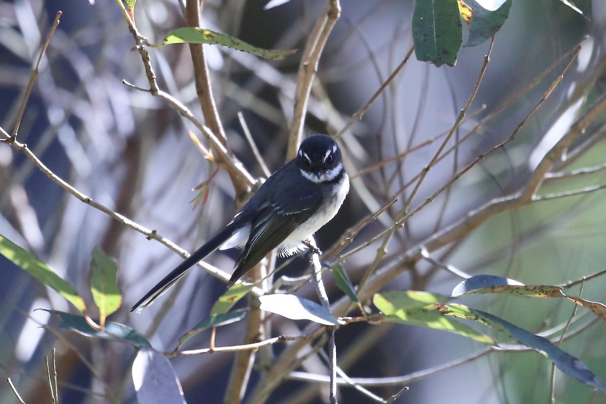 Gray Fantail (alisteri) - ML640680206