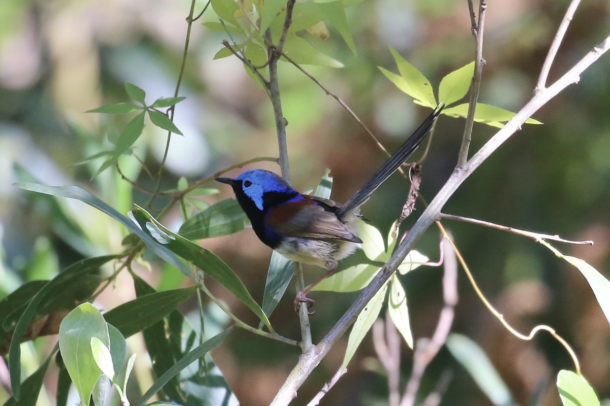 Variegated Fairywren - ML640680212