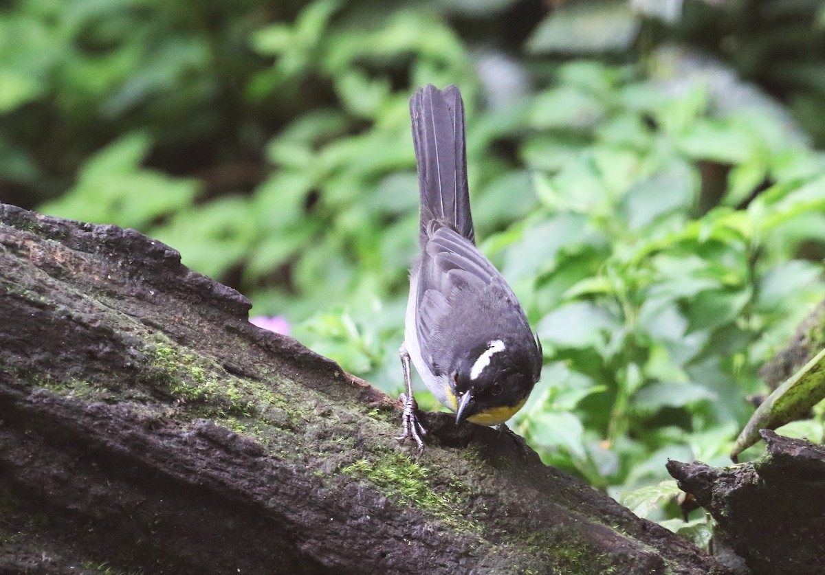White-naped Brushfinch - ML640680274
